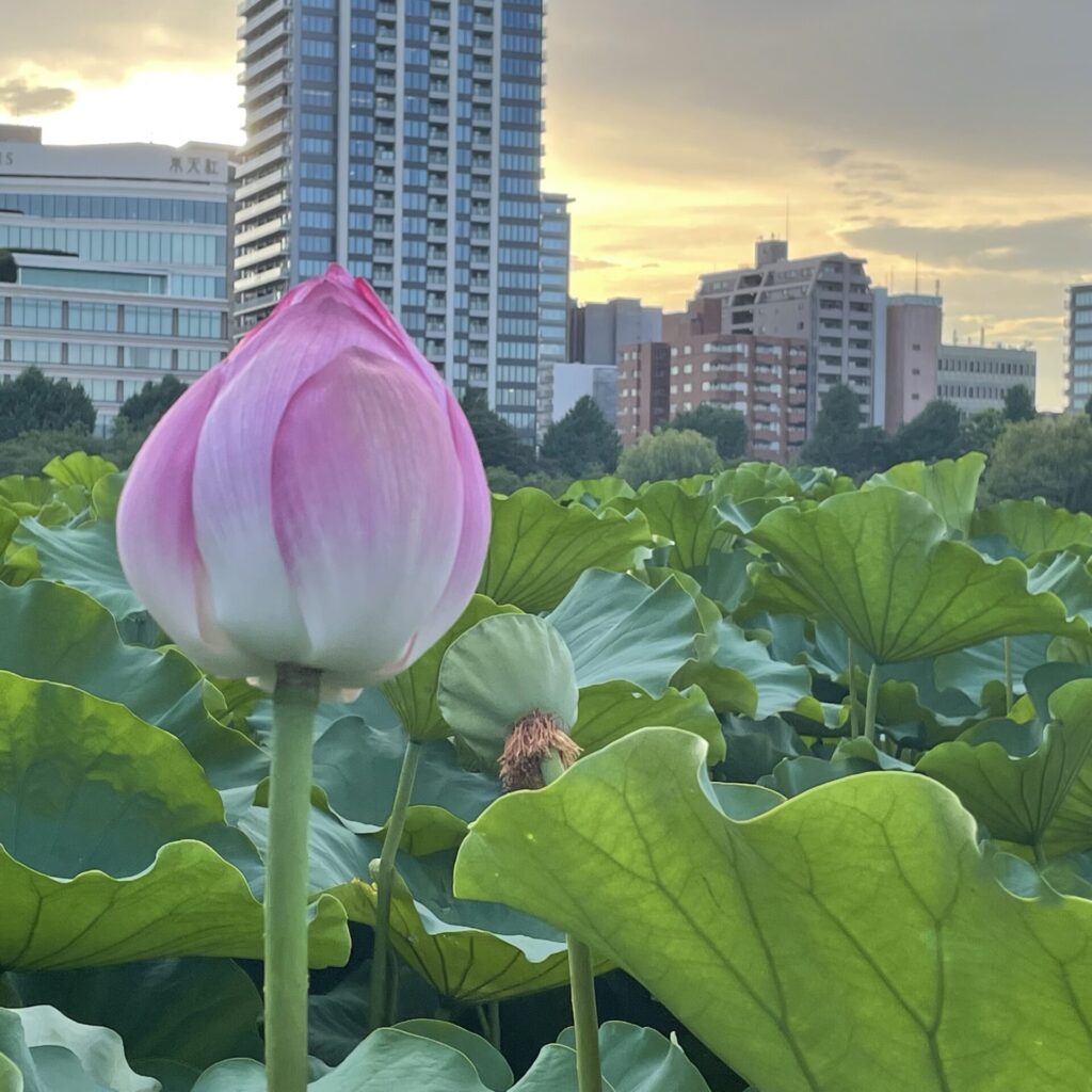 上野恩賜公園の蓮
