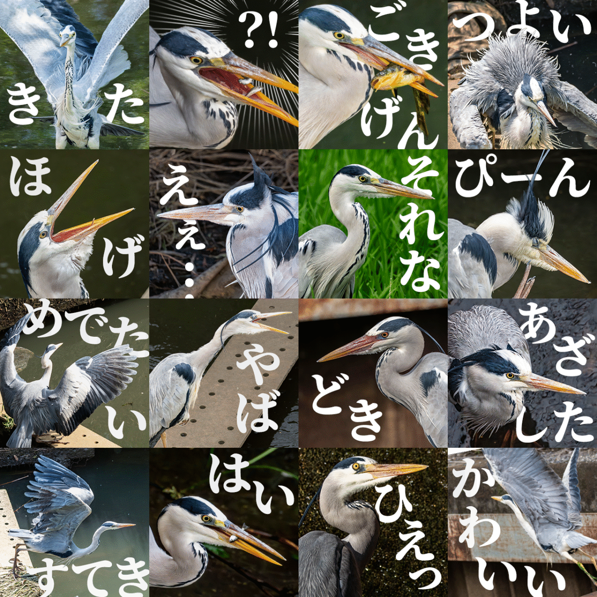 LINEスタンプ 「リアルアオサギ3」 LINEスタンプ 「リアルアオサギ3」