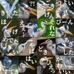 LINEスタンプ 「リアルアオサギ3」 LINEスタンプ 「リアルアオサギ3」