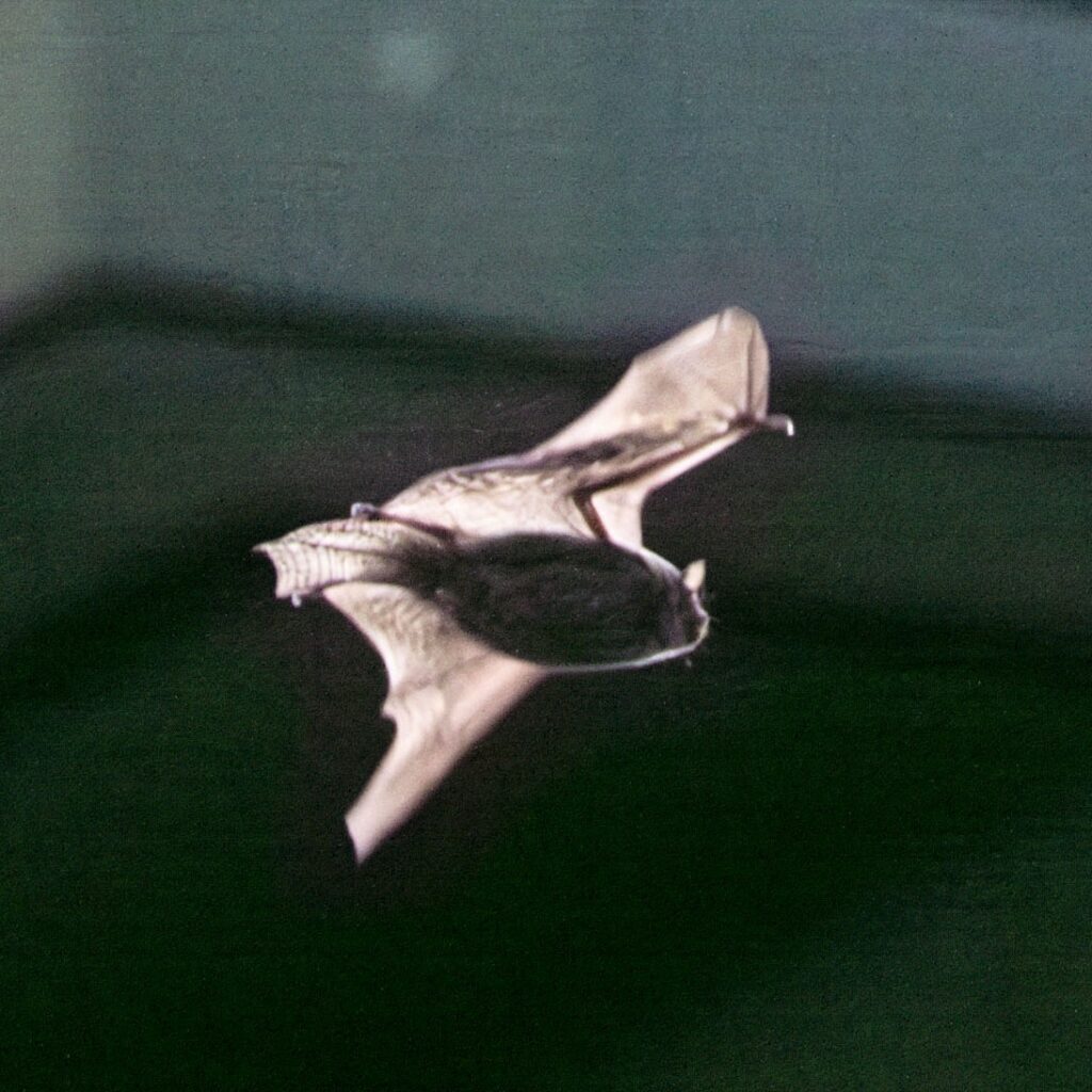 夕方のコウモリ