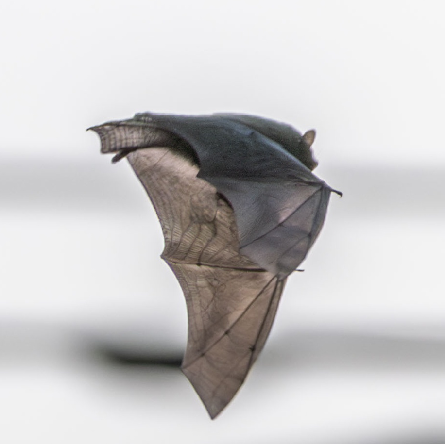 夕方のコウモリ