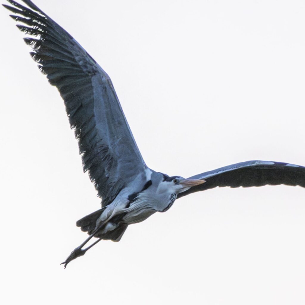 用水路のアオサギ