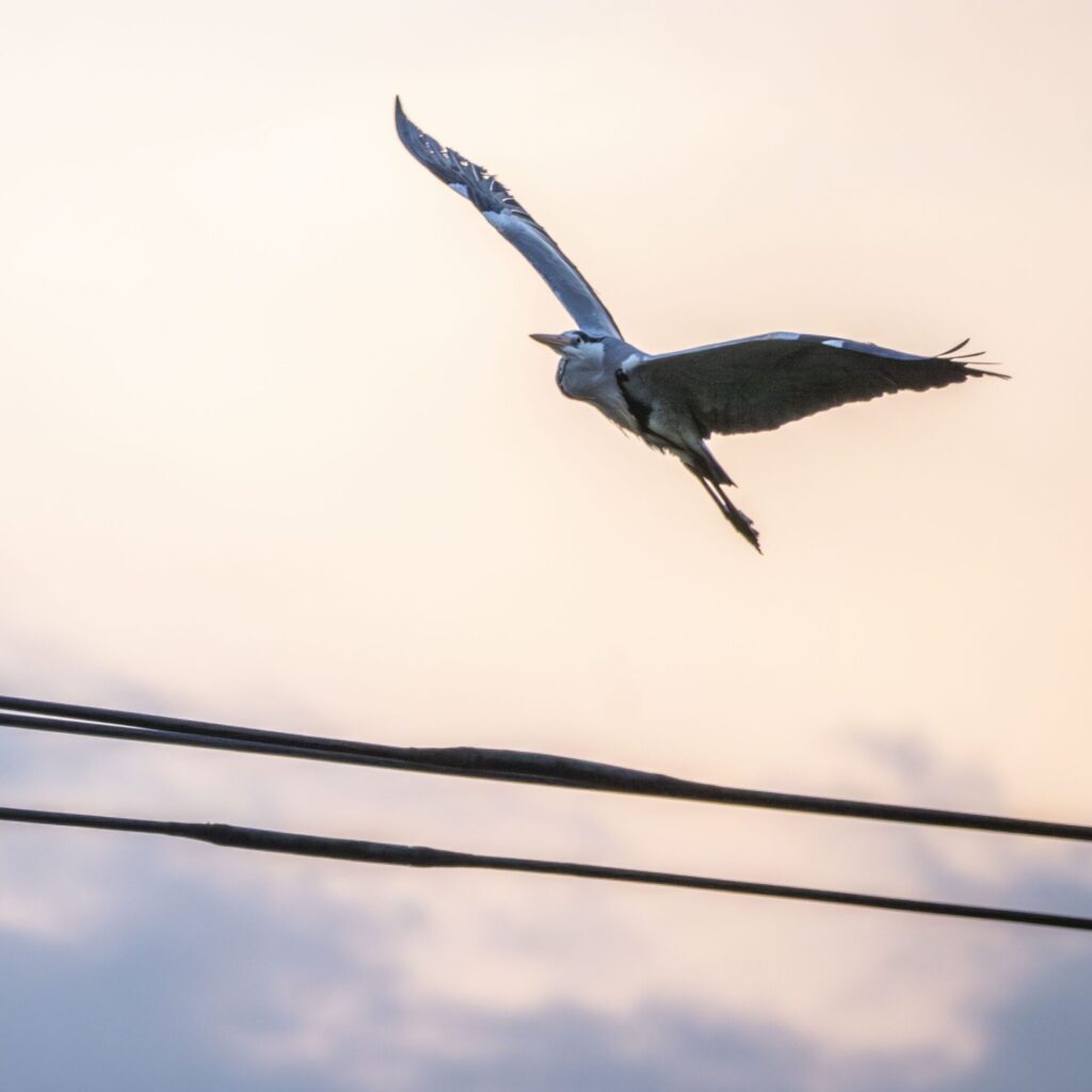 用水路のアオサギ