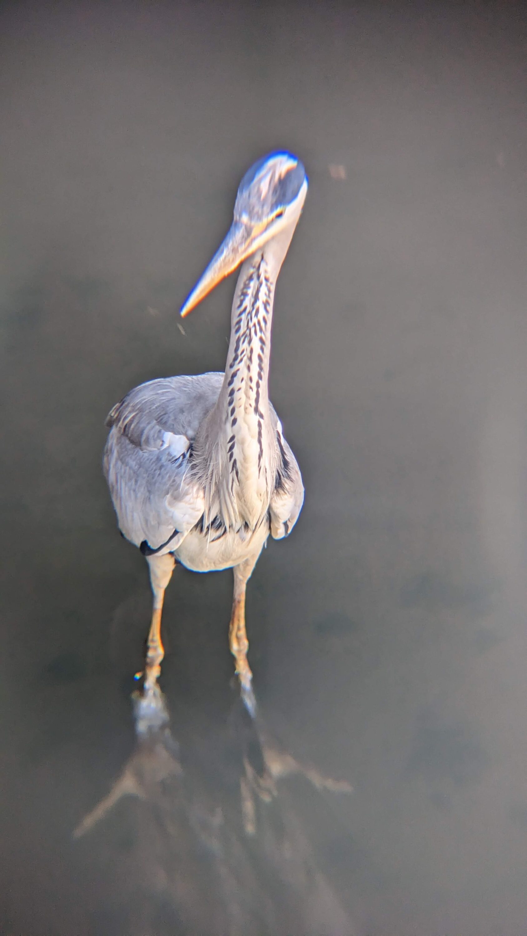 アオサギ Pixel5 + 望遠レンズで撮影