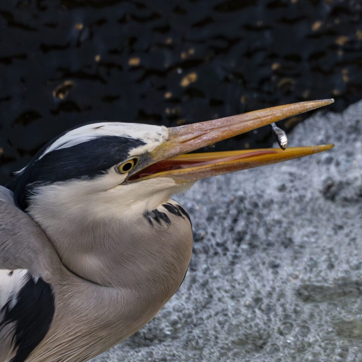 やはり前モモを使いすぎている やはり前モモを使いすぎている