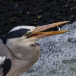 やはり前モモを使いすぎている やはり前モモを使いすぎている