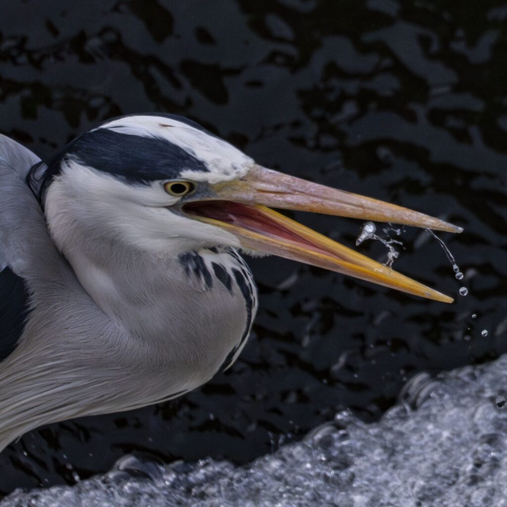 アオサギおつまみ
