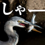 アオサギバースデー アオサギバースデー